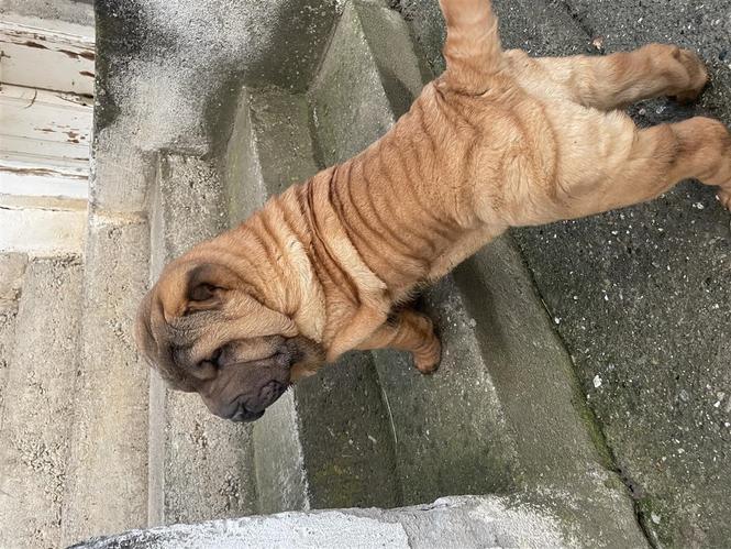 Shar pei stenci