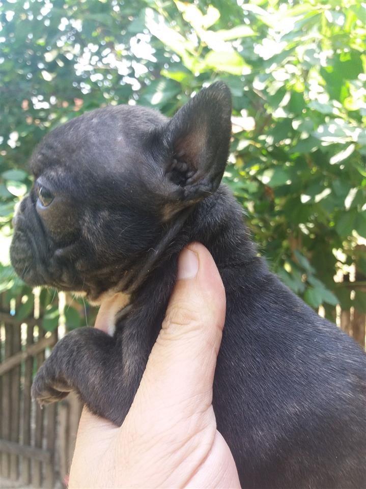 Francuski-buldog