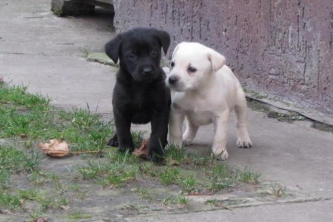 Stenci Labrador Retrivera
