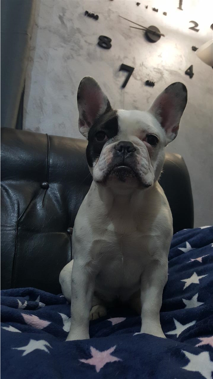 Francuski-buldog-