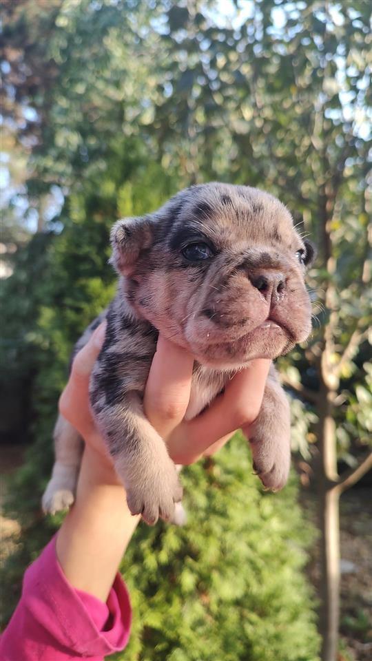Francuski-Buldog