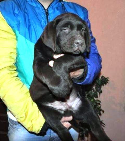 Labrador-Retriver--prvobirani-braon-stenci