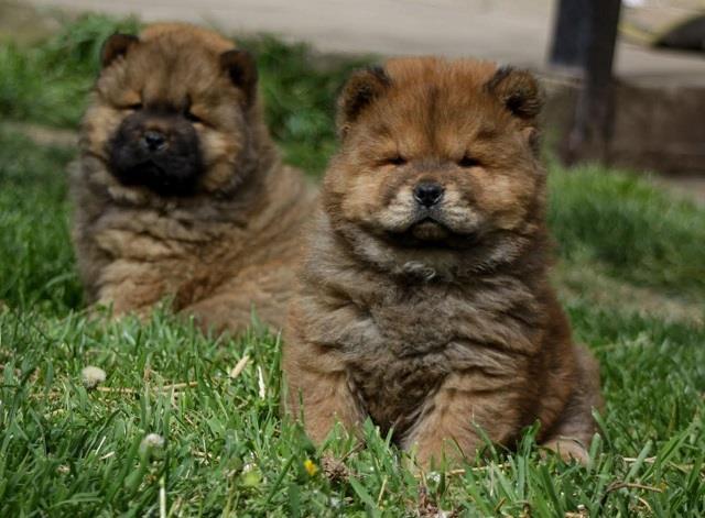 Chow-chow-