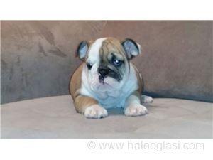 Engleski buldog, štene