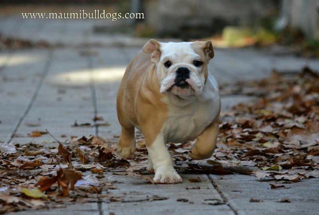Engleski-buldog--