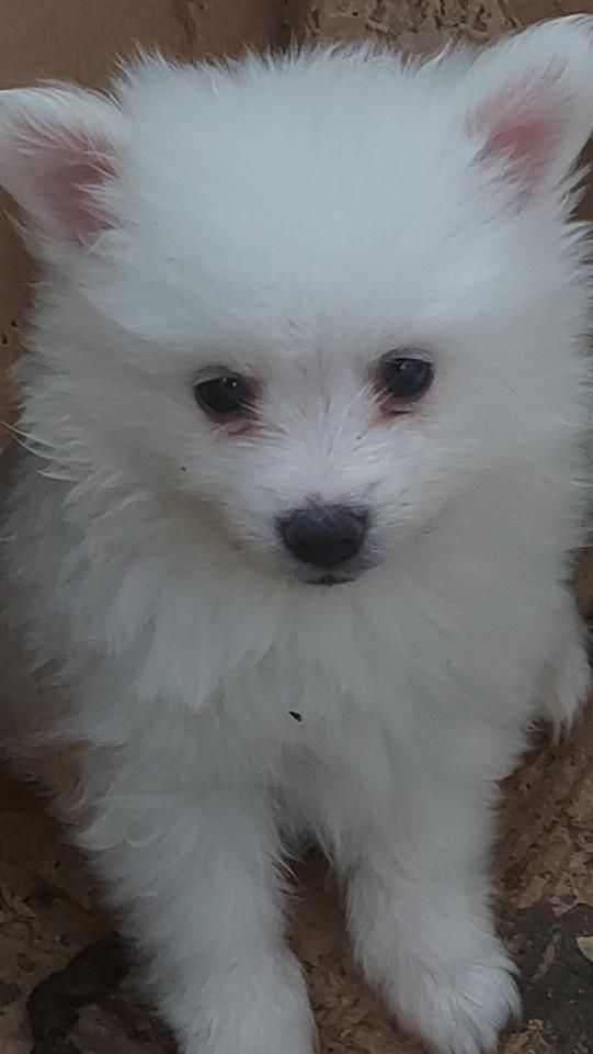 Pomeranski-špic