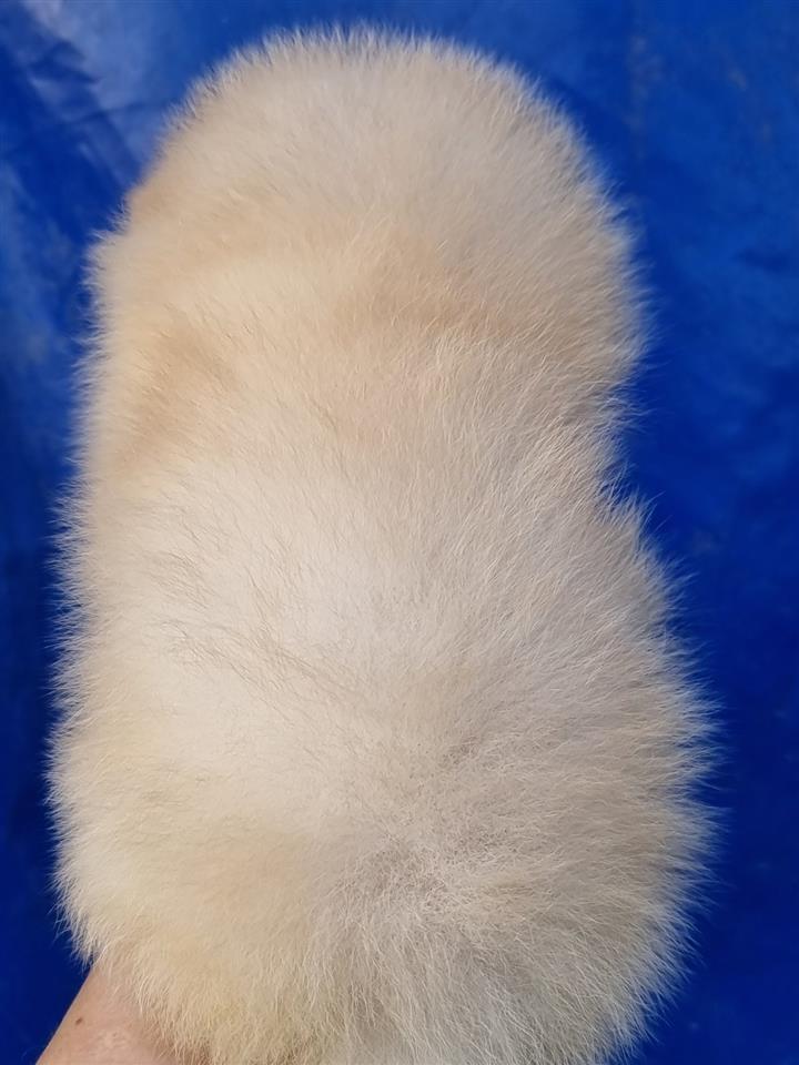 Pomeranski-spic