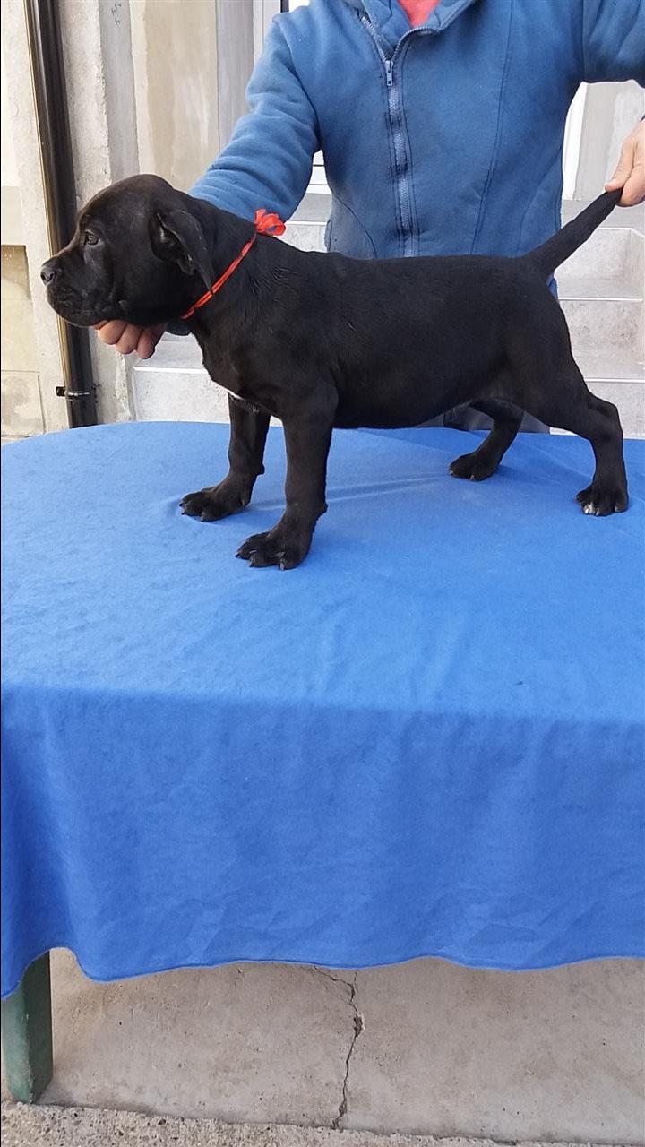 Cane-corso-stenci-