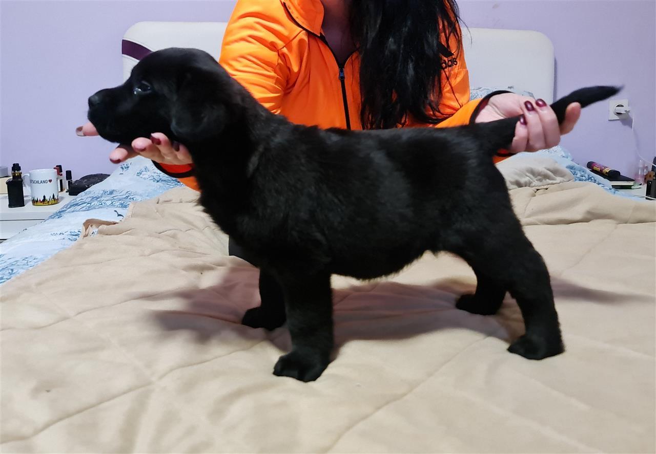 Labrador-retriver-stenci