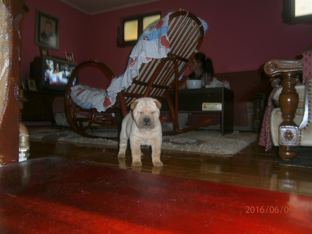 Shar-Pei