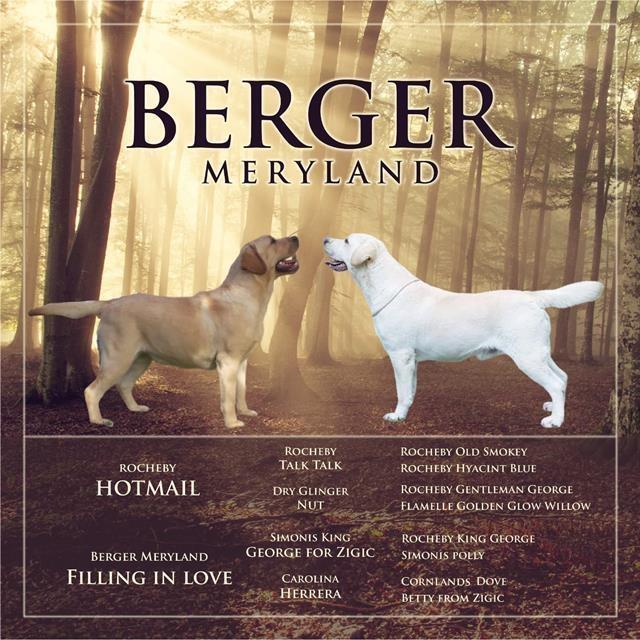 Labrador-retriver-stenci
