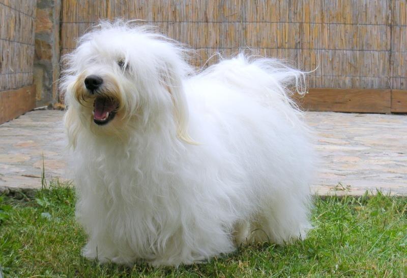 Coton-de-Tulear