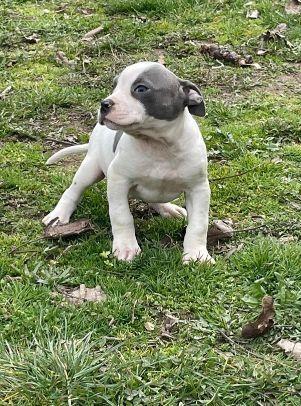 PITBUL-štenci