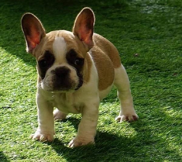 Francuski-buldog