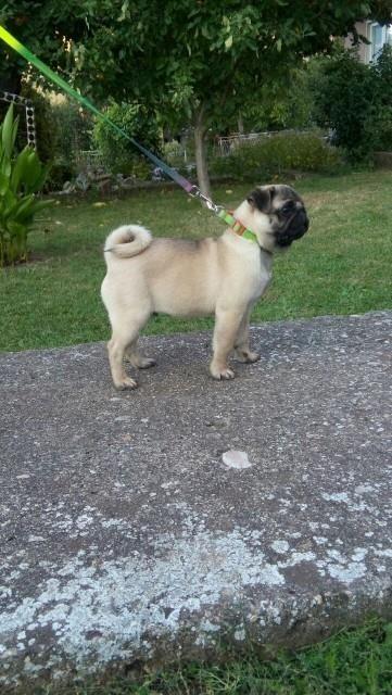 Mops