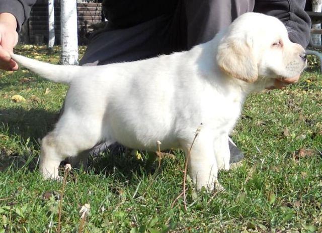 Labrador stenci 