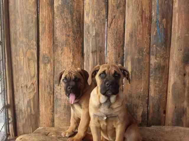 Cane-Corso---stenci-iz-tri-legla