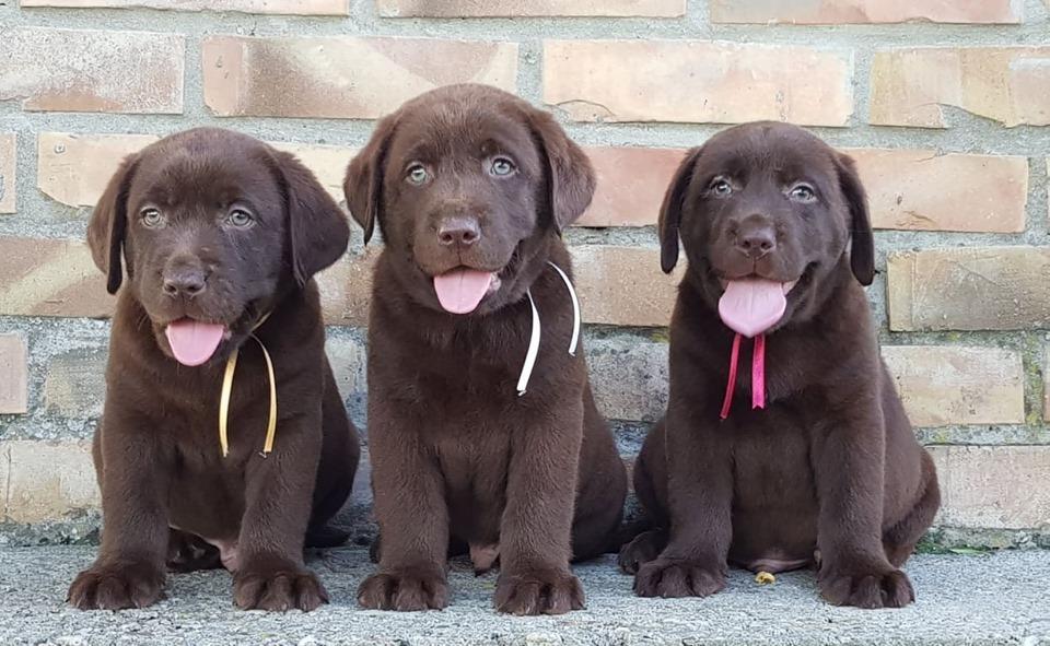 Labrador-retriver-stenad