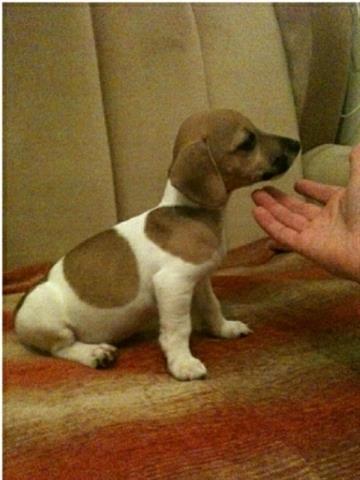 Jack Russell Terrier stenci