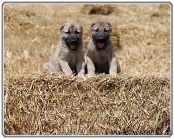 Kangal-stenci