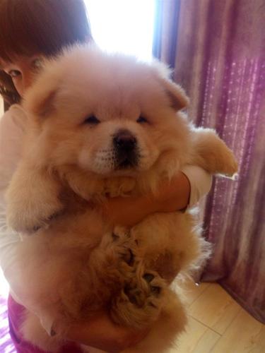 Chow-Chow stenci