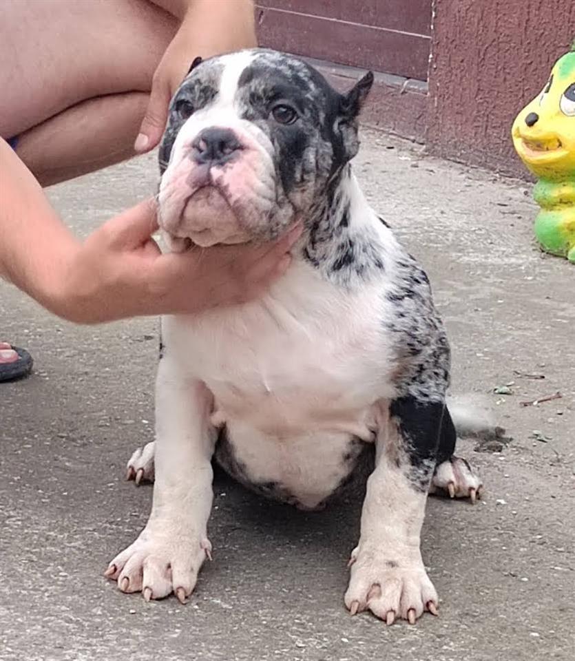 American-Bully----