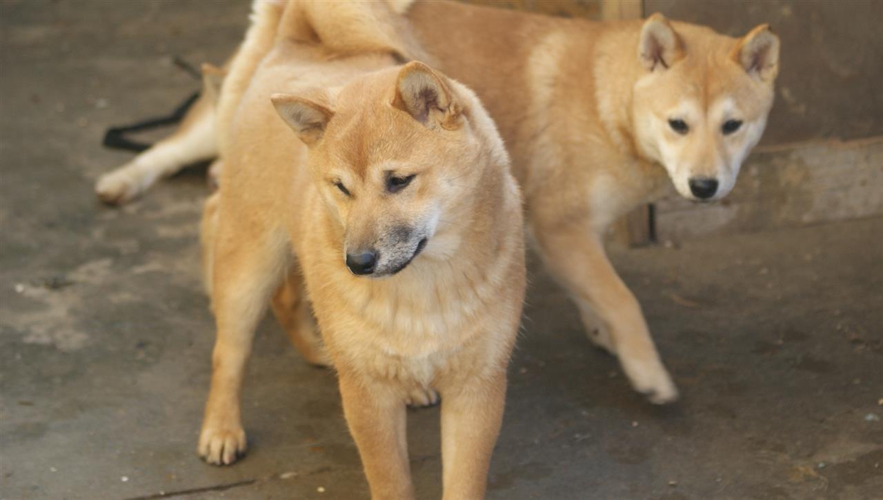Shiba-inu