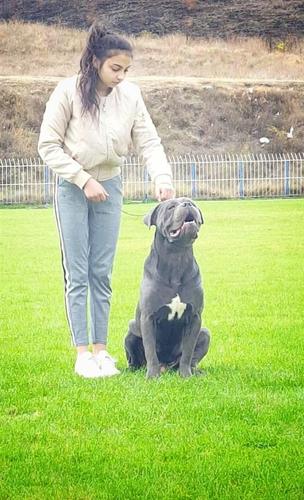 Cane Corso Sivi Muzjak