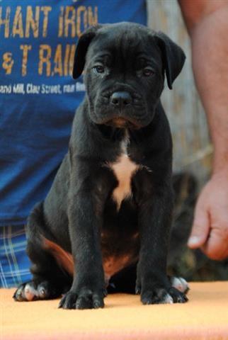 Cane corso musko stene