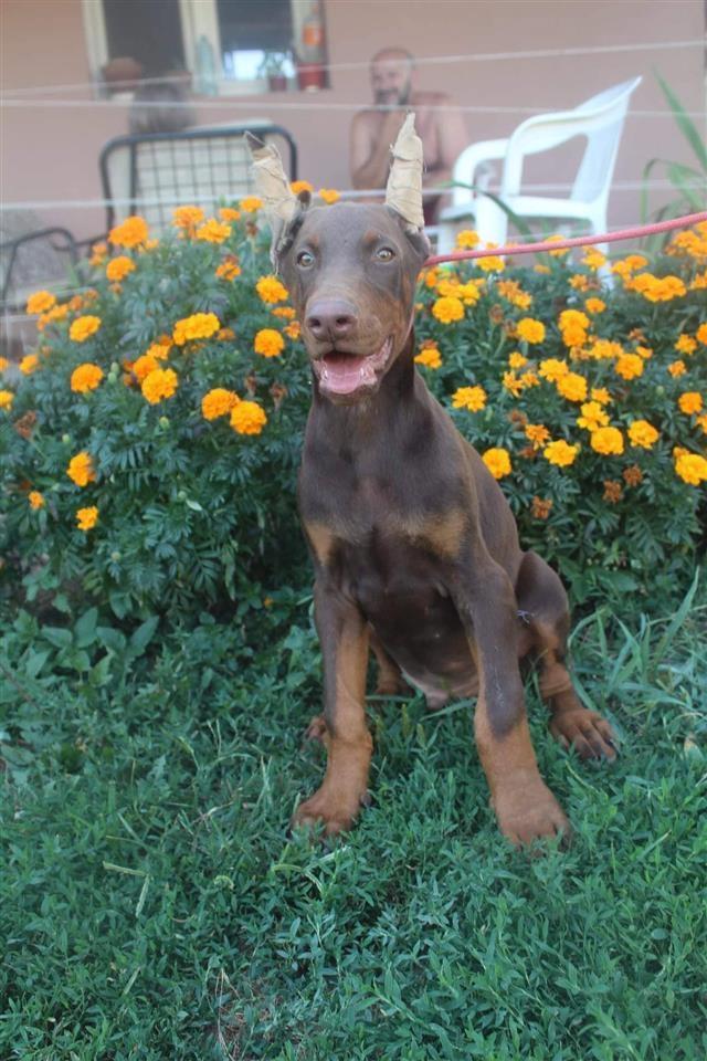 Doberman-štenci