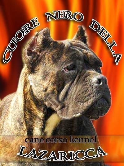 Cane-corso-stenci
