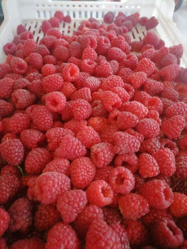 SADNICE-MALINE