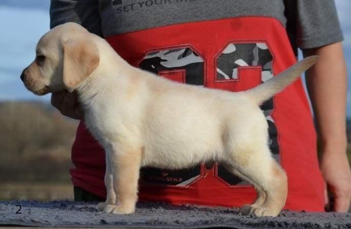 LABRADOR-retriver--prelepi-stenci--