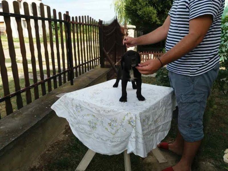 CANE-CORSO-