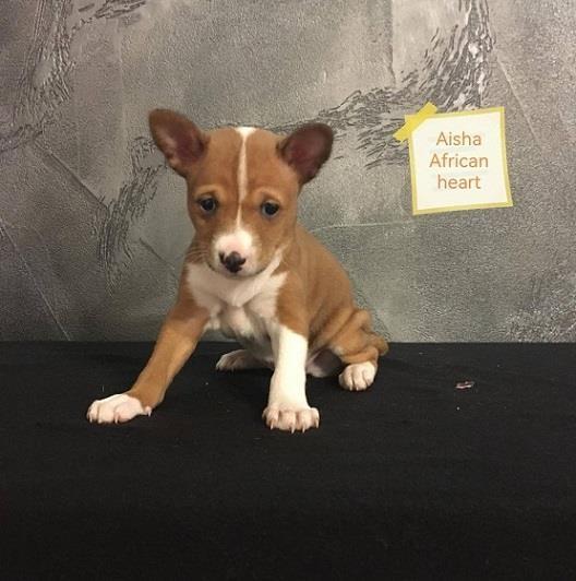 Basenji-štenci-