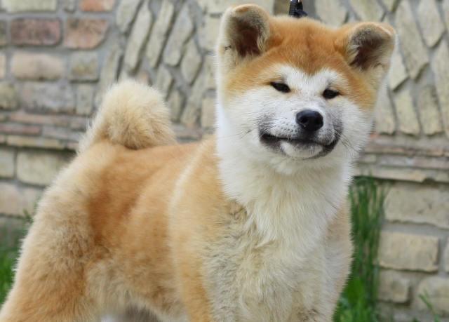 Akita-Inu-stenci