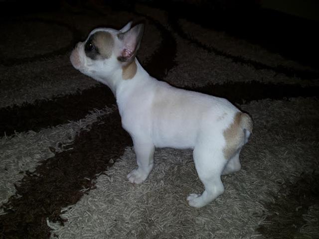 Francuski-Buldog