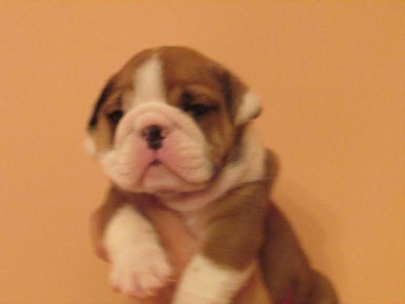 Engleski-Buldog--