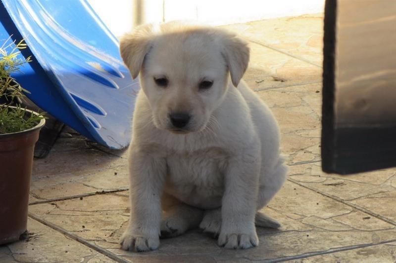 Labrador-retriver-stenad