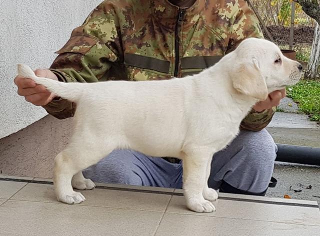 LABRADOR-retriver