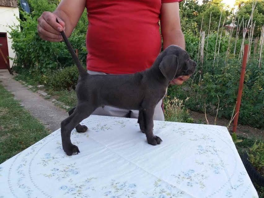 CANE-CORSO---štenci