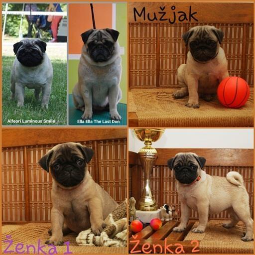 Mops-stenci-izlozbenog-potencijala