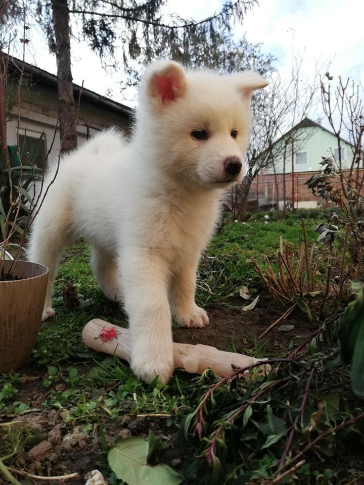 Japanska-akita-