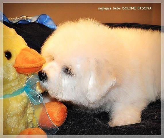 BICHON-FRISE---najlepse-bebe-doline-bisona