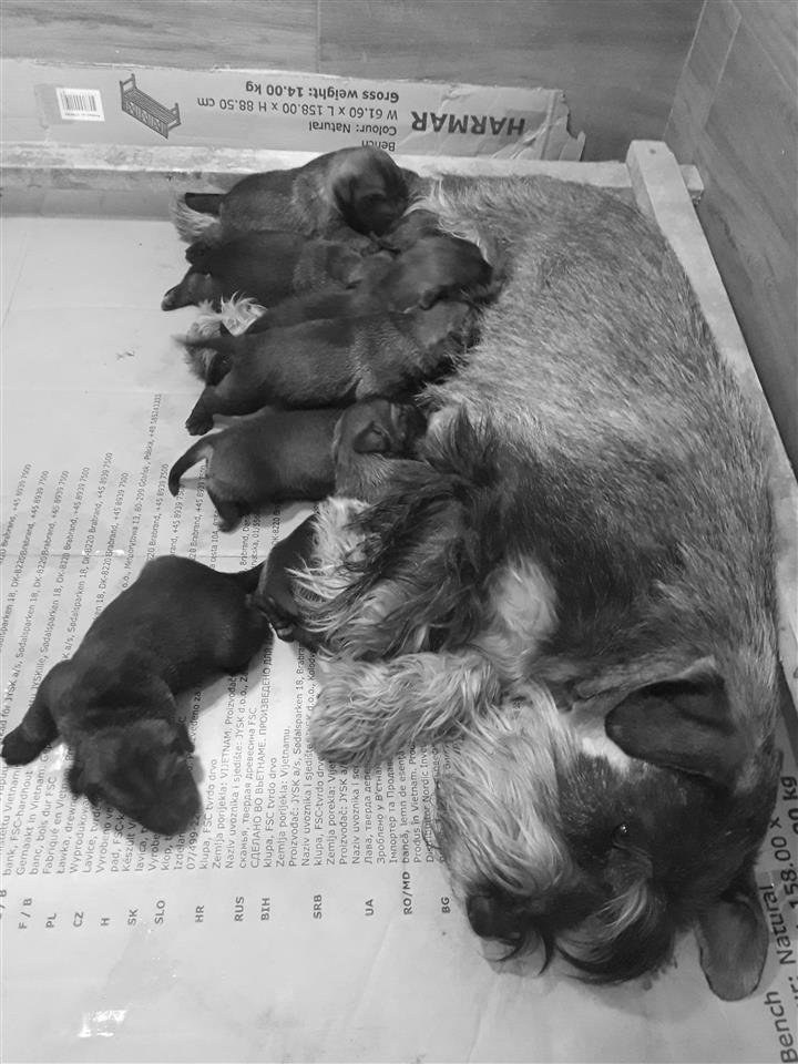 Srednji-šnaucer--Standard-schnauzer-
