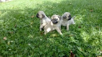 Mops-stenad