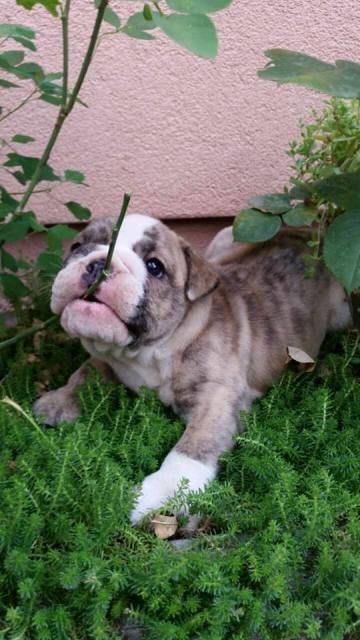 Engleski-buldog--štenci