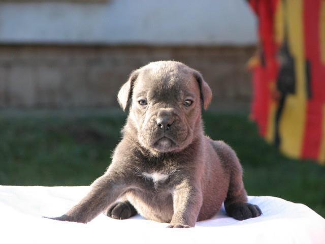 Cane-corso--sivi-stenci