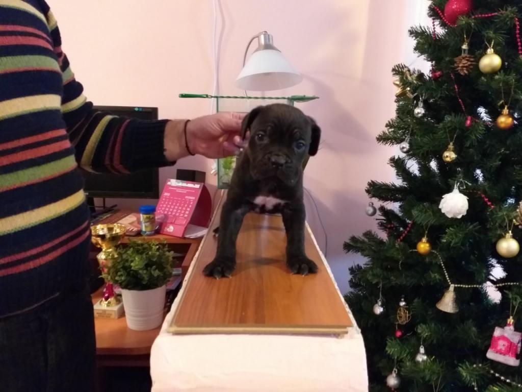 Cane-corso-štenci