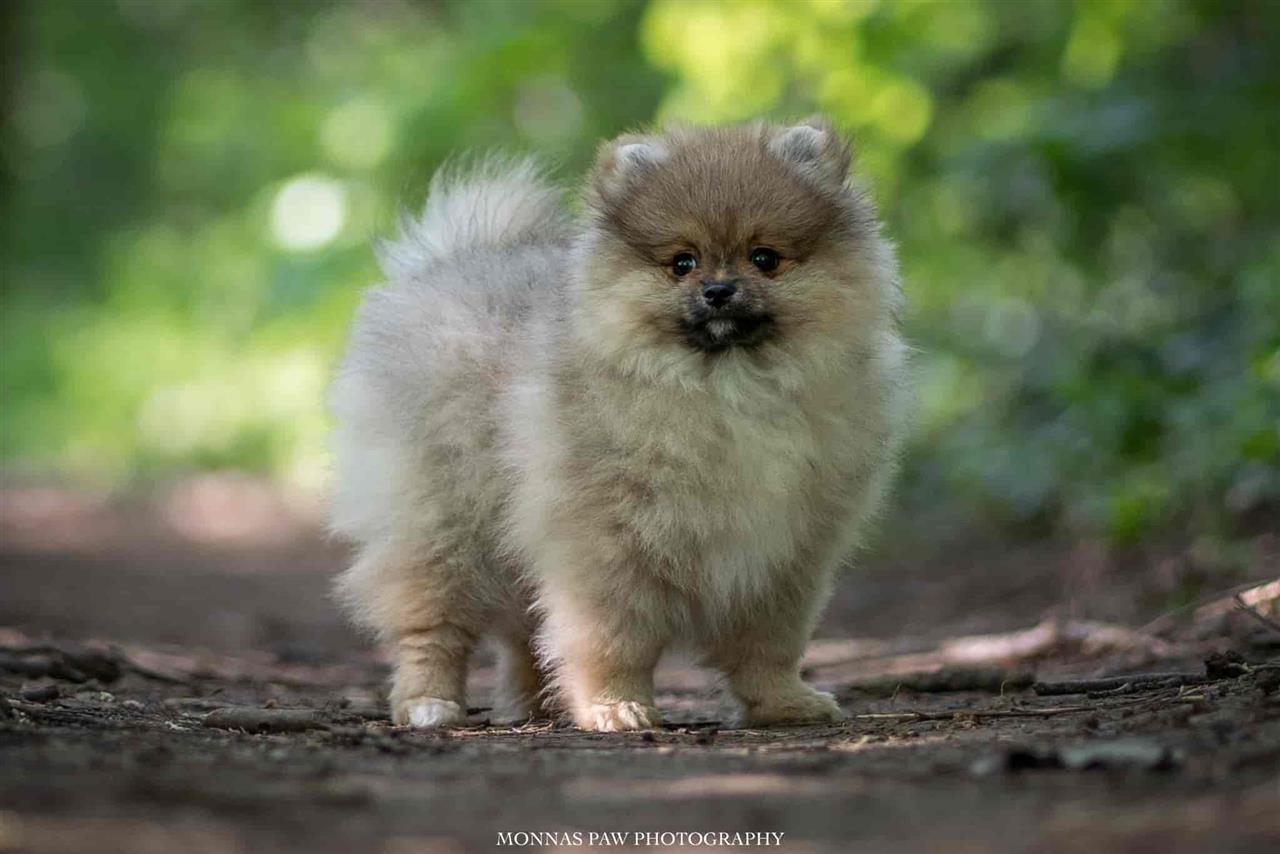 Pomeranac-Boo-štenci